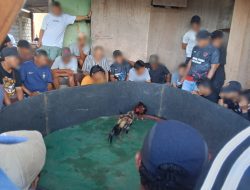 Judi Sabung Ayam di Sintang Marak Warga Ungkap Dugaan Dibekingi Oknum Aparat