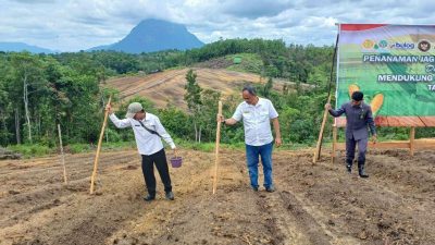 Distanbun Sintang Apresiasi Penanaman Jagung Serentak Polres Sintang
